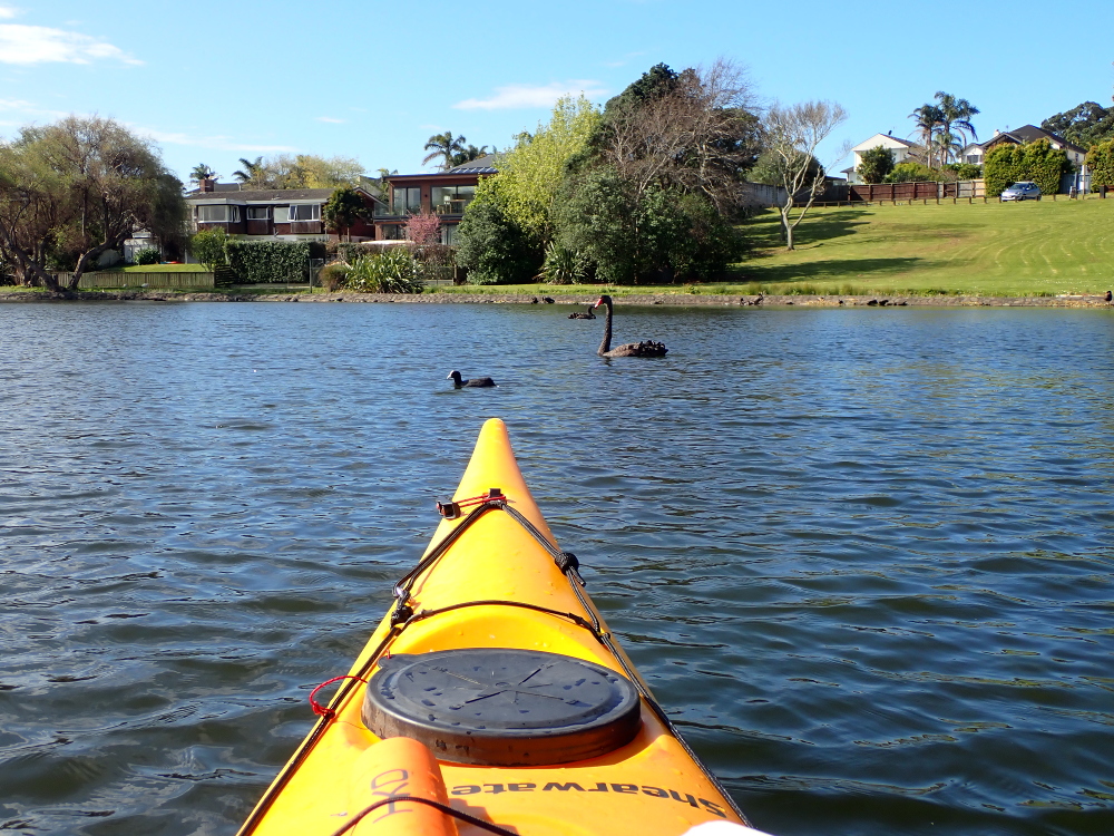 Lake pupuke black swan